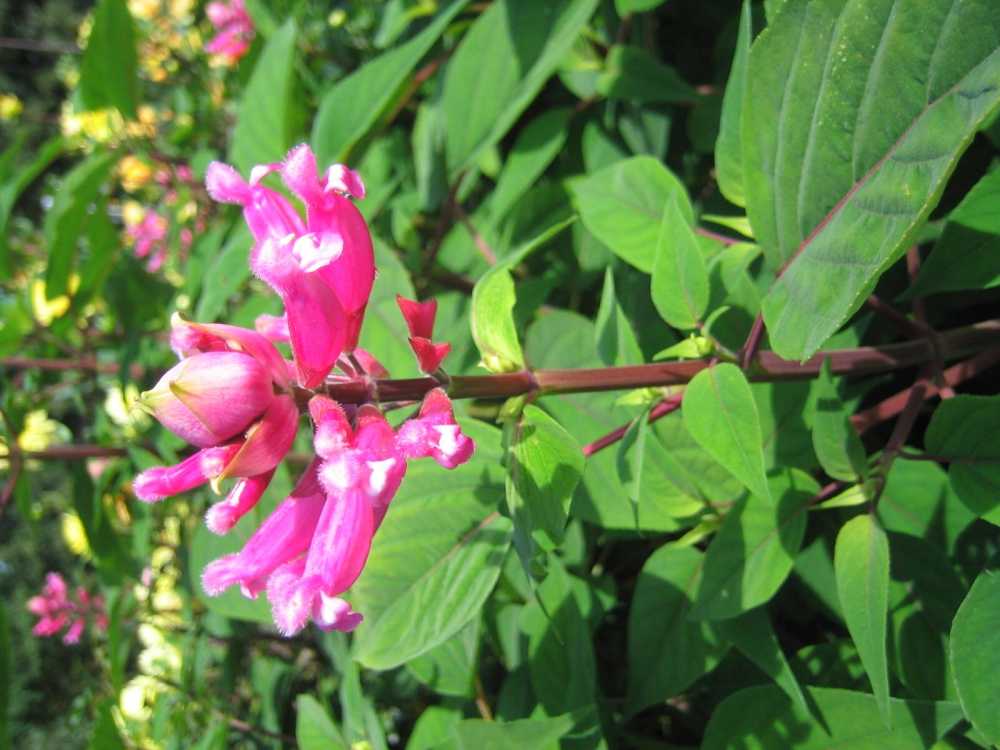 Salvia uliginosa (Moor-Salbei)